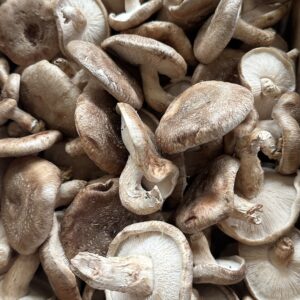 Black Forest Shiitake (Agaricus edodes) - 1 lb