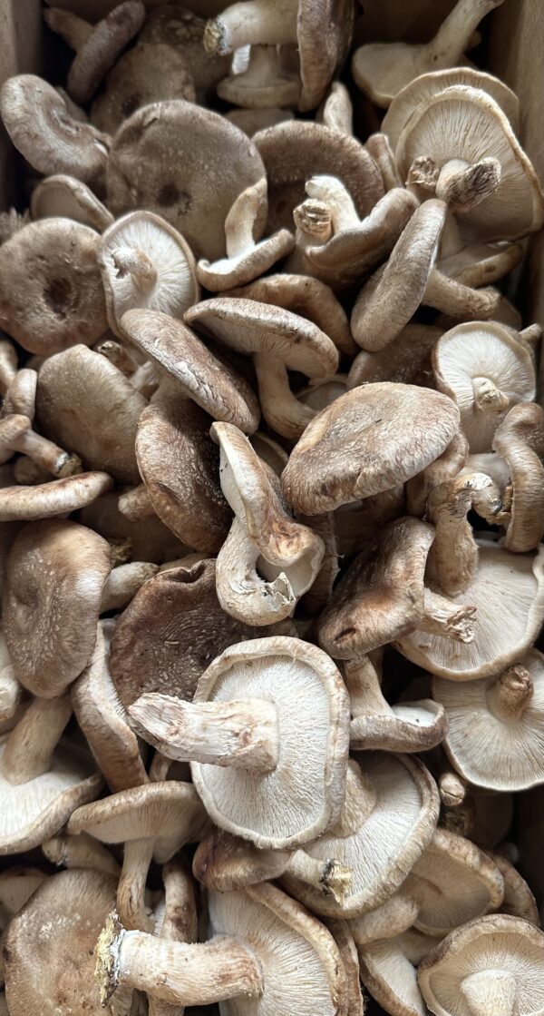 Black Forest Shiitake (Agaricus edodes) - 1 lb
