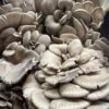 Blue Oyster (Pleurotus columbinus) - 1 lb - Image 2