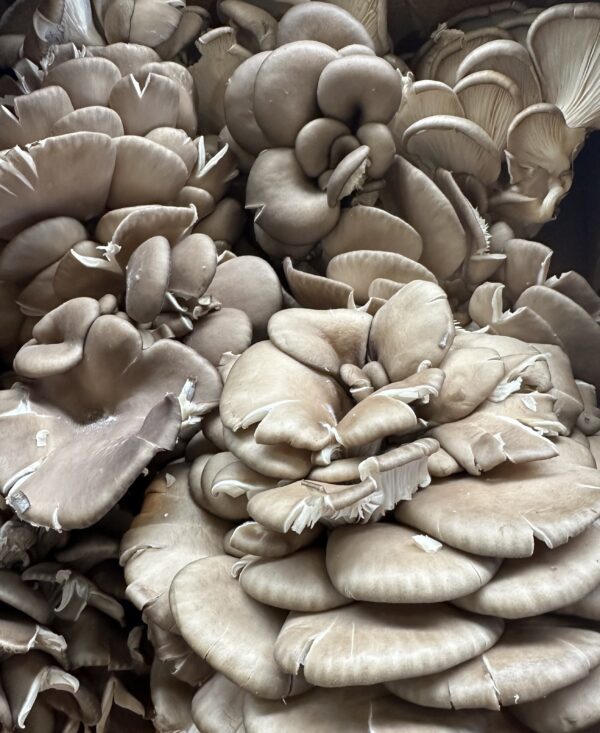 Blue Oyster (Pleurotus columbinus) - 1 lb - Image 2