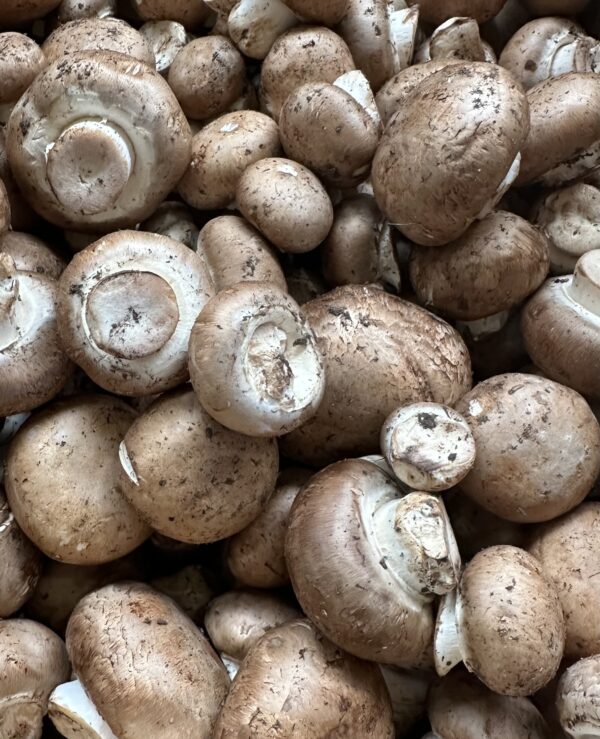 Crimini Mushroom (Agaricus bisporus) - 1 lb - Image 2