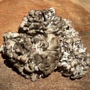 Maitake Mushroom (Grifola frondosa) - 1 lb