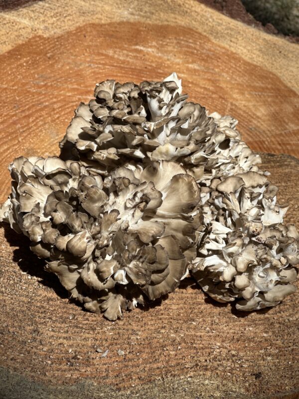 Maitake Mushroom (Grifola frondosa) - 1 lb