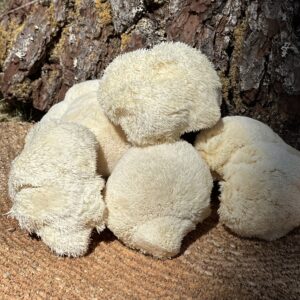 Lion’s Mane (Hericium erinaceus) - 1 lb