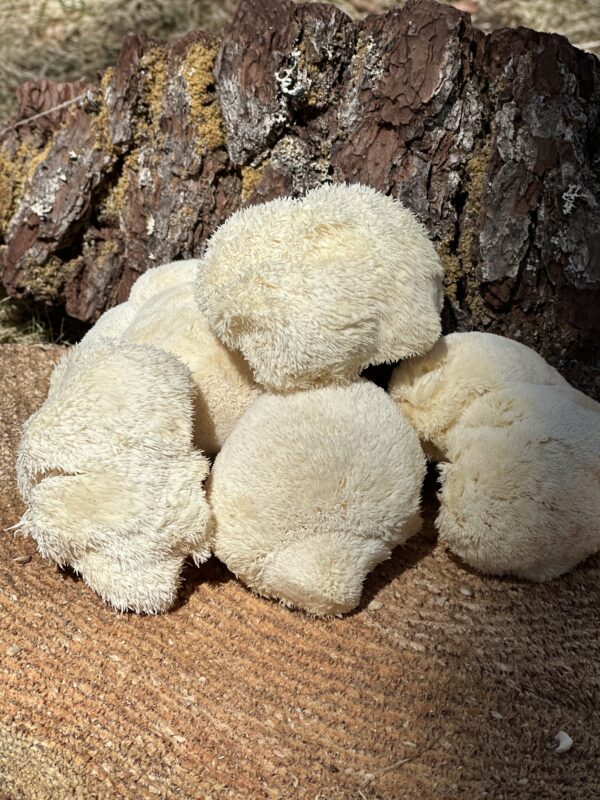 Lion’s Mane (Hericium erinaceus) - 1 lb