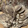 Blue Oyster (Pleurotus columbinus) - 1 lb