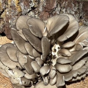 Blue Oyster (Pleurotus columbinus) - 1 lb
