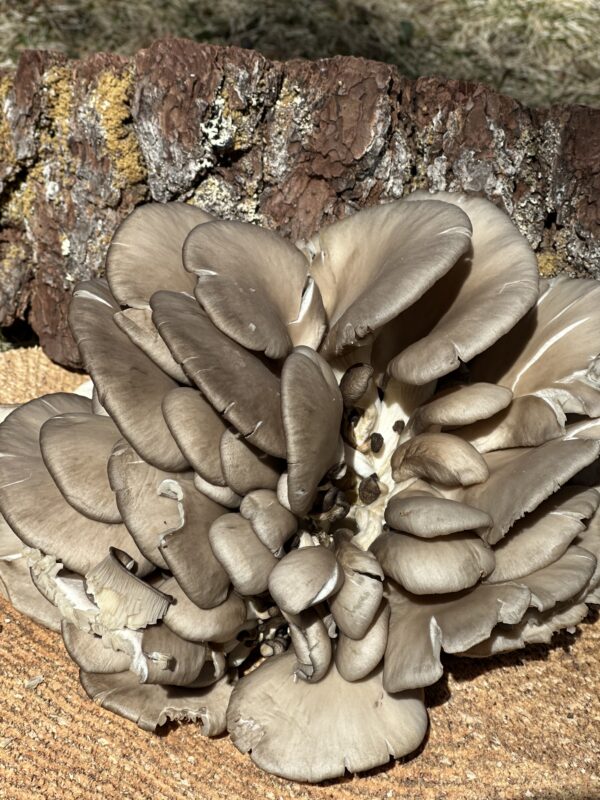 Blue Oyster (Pleurotus columbinus) - 1 lb
