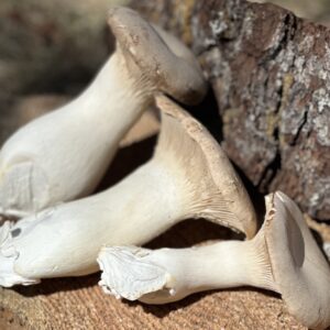 Scallop Oyster (Pleurotus eryngii)- 1 lb