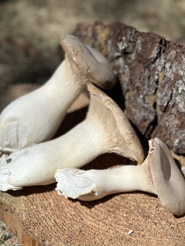 Scallop Oyster (Pleurotus eryngii)- 1 lb