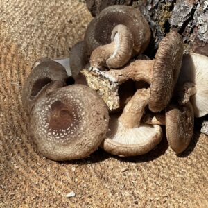 Shiitake Mushroom (Lentinula edodes) - 1 lb