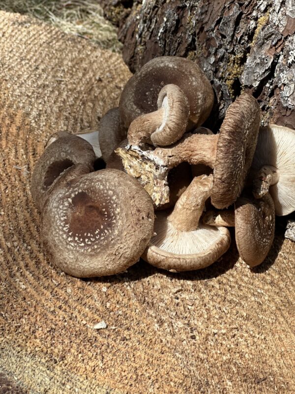 Shiitake Mushroom (Lentinula edodes) - 1 lb