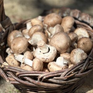 Crimini Mushroom (Agaricus bisporus) - 1 lb