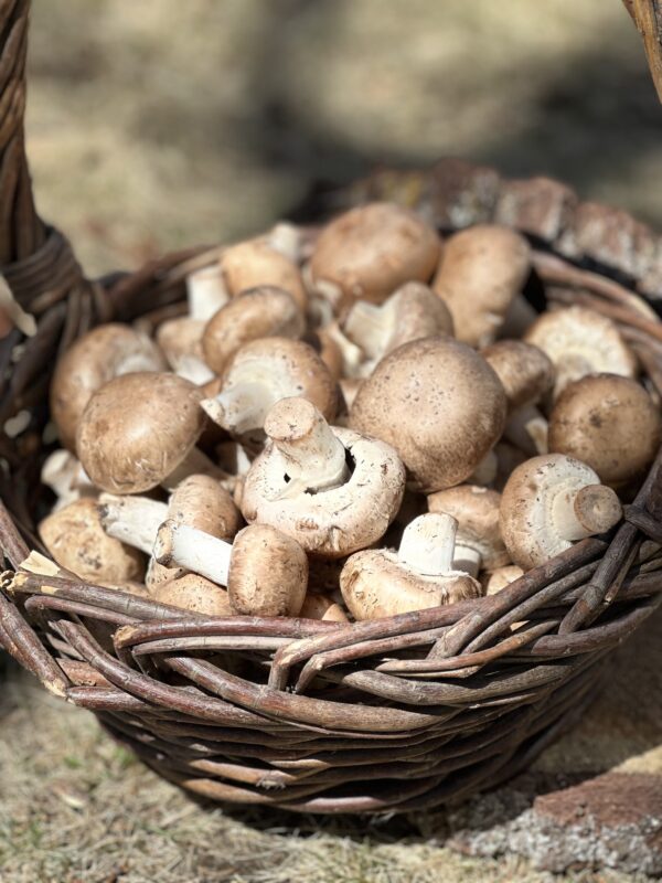 Crimini Mushroom (Agaricus bisporus) - 1 lb