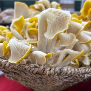 Yellow Oyster Mushroom (Pleurotus citrinopileatus) - 1 lb