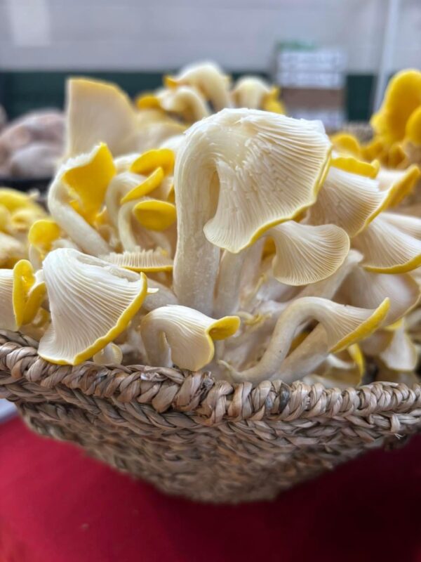 Yellow Oyster Mushroom (Pleurotus citrinopileatus) - 1 lb