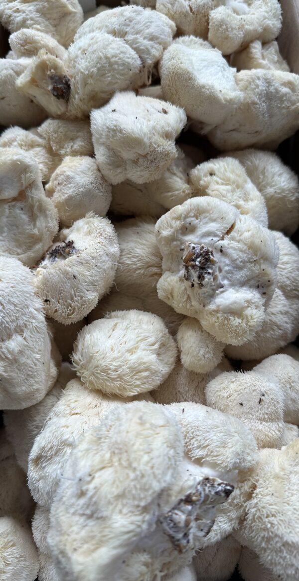 Lion’s Mane (Hericium erinaceus) - 1 lb - Image 2