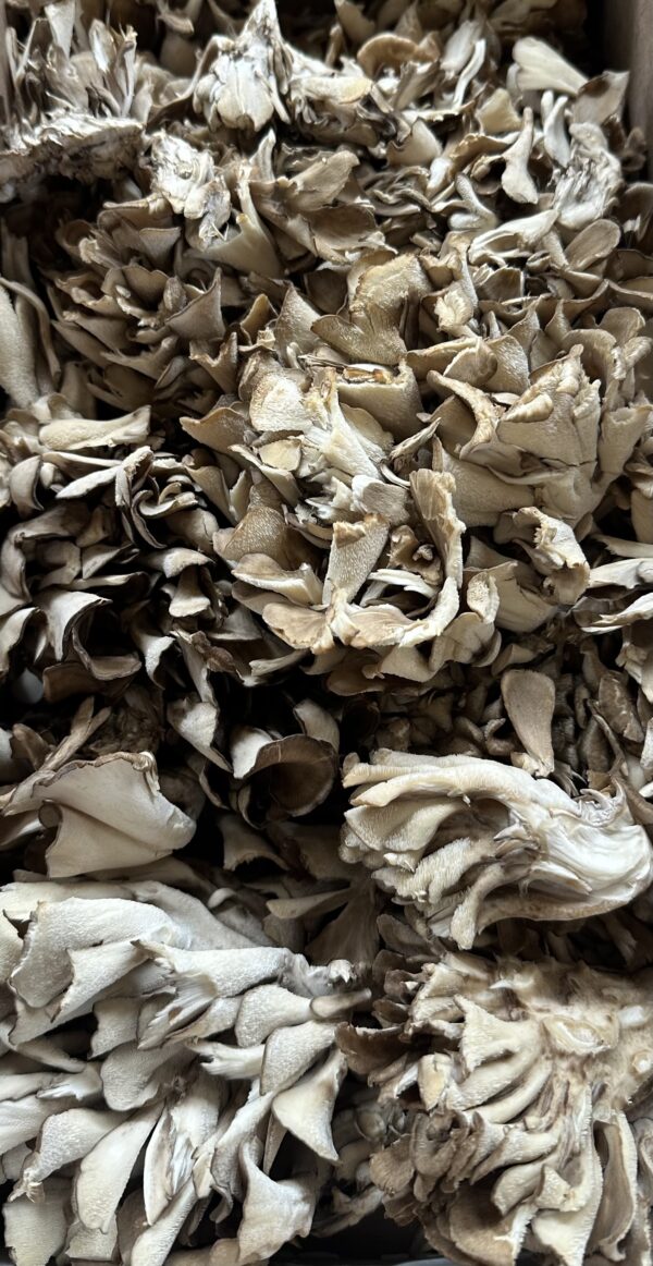 Maitake Mushroom (Grifola frondosa) - 1 lb - Image 2