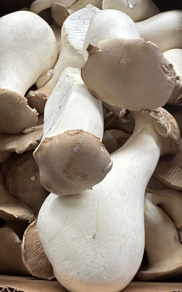 Scallop Oyster (Pleurotus eryngii)- 1 lb - Image 2