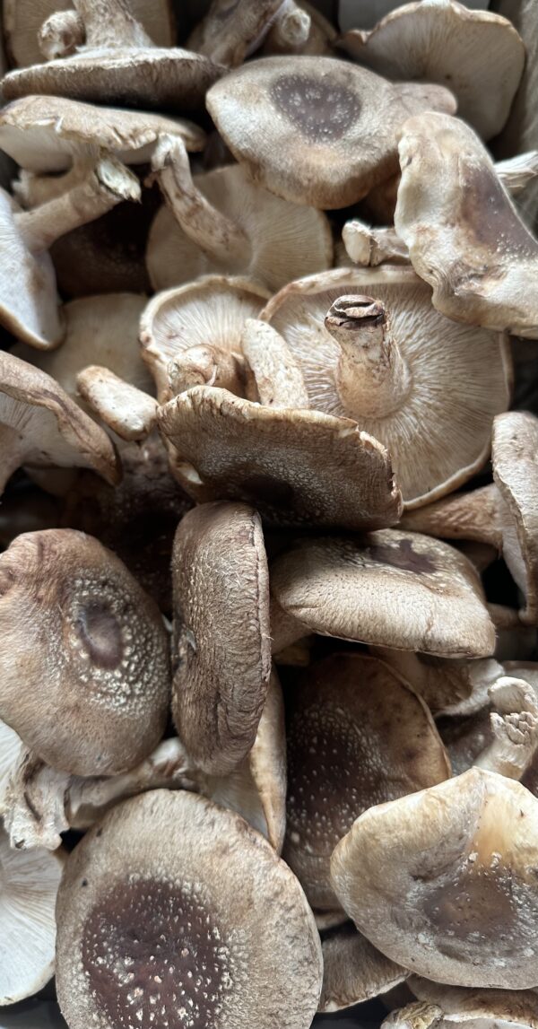 Shiitake Mushroom (Lentinula edodes) - 1 lb - Image 2
