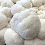 Lion’s Mane Mushroom: Nature’s Brain Booster You Need to Try